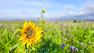 Sonnenblume im Feld